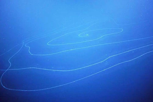 Hình ảnh Siphonophore được tìm thấy dưới rãnh đại dương, ngoài khơi phía Tây Australia. (Ảnh: Schmidt Ocean Institute)