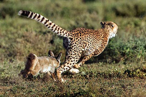 Cáo tai dơi rượt đuổi báo trên thảo nguyên