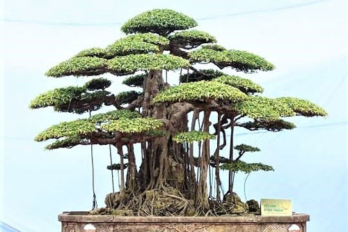 Cây sanh cổ vừa được mua giá 7,5 tỷ bằng 25 xe Kia Morning có gì đặc biệt?