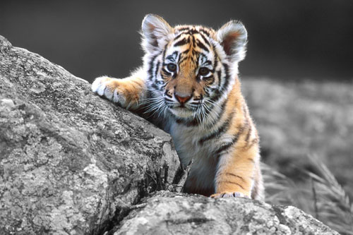 'Số trời đã định', 3 con giáp này tài lộc ập đến, dễ giàu sang bất ngờ trong 15 ngày đầu tháng 5 Âm lịch