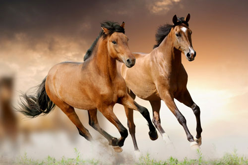 Đúng ngày 1/5 Âm lịch, những con giáp này dễ 'trúng số độc đắc', vận may 'xông thẳng vào nhà'