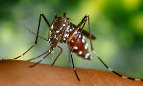 Vì sao muỗi hay đốt mắt cá chân người?