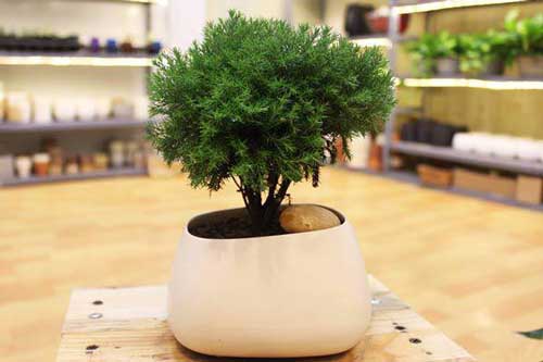 Cách trồng cây tùng bồng lai vừa sang nhà lại có thể mang đến may mắn, thịnh vượng