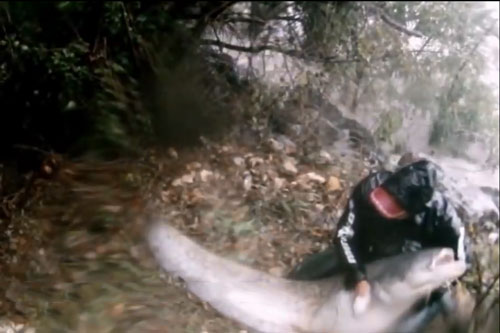 Câu được cá trê dài 2m giữa dòng nước lũ