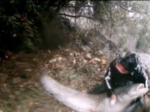 Câu được cá trê dài 2m giữa dòng nước lũ