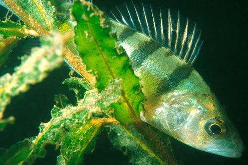 Ánh sáng đô thị có thể khiến cá thiếu ngủ