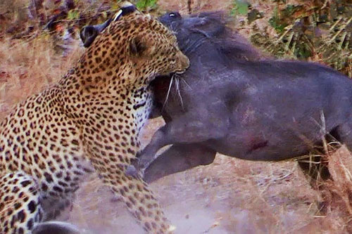 CLIP báo hoa mai hạ sát lợn bướu ‘khủng’