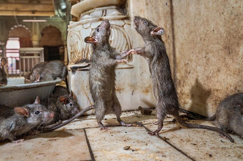 Bất ngờ với bức ảnh chuột 'khiêu vũ' tại ngôi đền Ấn Độ