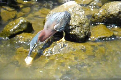 Cận cảnh màn ‘câu cá tuyệt đỉnh’ của diệc xám