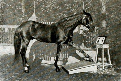 Clever Hans: Chú ngựa biết làm toán