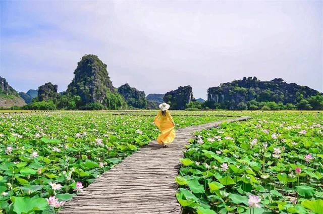 Con đường gỗ giữa hồ sen ở Hang Múa gây sốt vì vẻ lãng mạn - Ảnh 1. Con đường gỗ giữa hồ sen ở Hang Múa gây sốt vì vẻ lãng mạn - Ảnh 1.