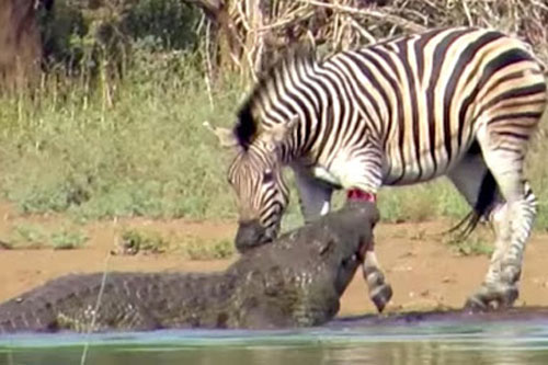 Ngỡ ngàng trước cảnh ngựa vằn thoát chết thần kỳ trước hàm cá sấu