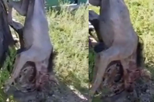 Sinh vật kỳ lạ tấn công người dân ở Romania