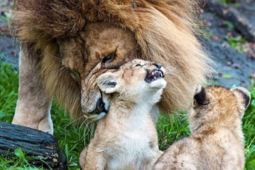 Sư tử đực vất vả trông 5 con khi 'vợ đi vắng'