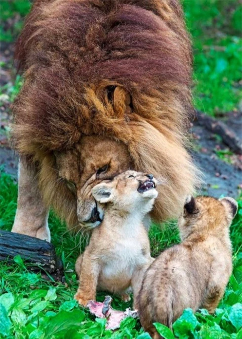 Sư tử đực vất vả trông 5 con khi 'vợ' đi vắng
