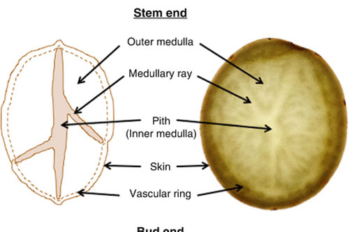 Tại sao khoai tây có 'mắt'?