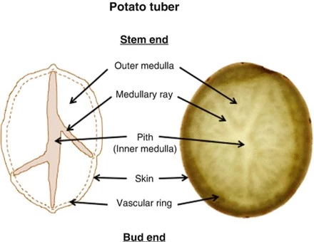 cấu tạo củ khoai