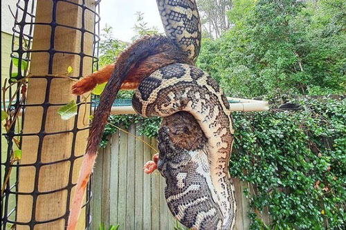 Trăn kim cương 'ăn sống nuốt tươi' chồn túi possum cỡ 'khủng'