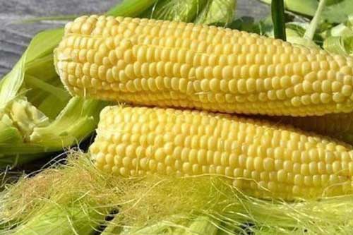 Ngô luộc ngon ngọt, hấp dẫn nhưng có năm nhóm người không nên ăn