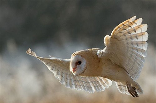 "Cánh cú mèo" giúp con người chế tạo động cơ và máy bay yên lặng hơn