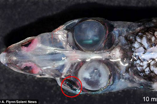 Kỳ dị loài cá 4 mắt có tầm nhìn đến 360 độ