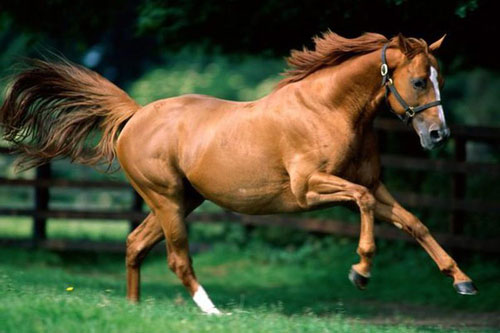 Dự đoán tử vi tuần mới 22/6-28/6 cho 12 con giáp: Tuổi Dần tình duyên khởi sắc, tuổi Ngọ may mắn đủ đường