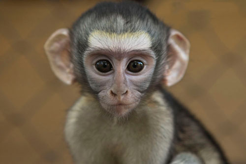 10 ngày cuối tháng 6 Dương lịch, 3 con giáp này dễ 'hốt vàng hốt bạc' về nhà, giàu có trong chớp mắt