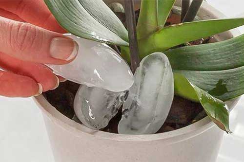 Thấy vợ thả 3 viên đá lạnh xuống chậu hoa chồng bảo "vợ hâm", ai ngờ kết quả mới bất ngờ