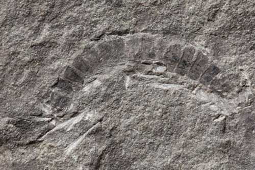 Sinh vật trên cạn đầu tiên của Trái Đất "hiện hình" trong đá