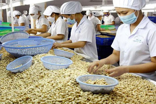 Hiệp định EVFTA sẽ tạo cú hích cho xuất khẩu hạt điều Việt Nam