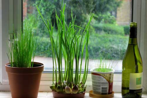 Không ngờ loại cây 'nhỏ nhưng có võ' tốt cho sức khỏe lại giúp đuổi muỗi phòng sốt xuất huyết trong ngày mưa