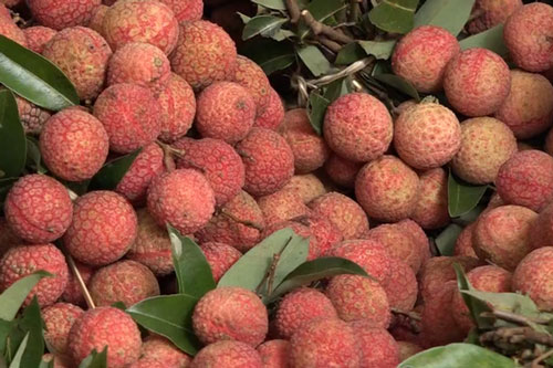 2 tấn vải thiều Việt bán hết veo tại Nhật chỉ trong 1 ngày