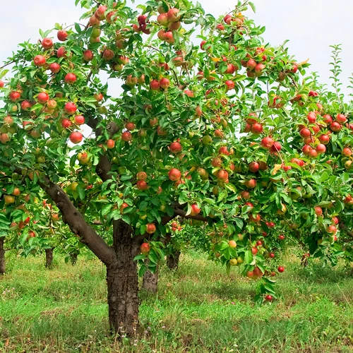 Một đứa trẻ đang định đốn cây táo. Nếu bạn là linh hồn của cây táo này, bạn sẽ làm gì để cản đứa trẻ?