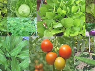 CLIP: 10 loại rau dễ trồng cho người mới bắt đầu