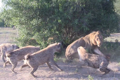 Bầy linh cẩu tấn công khiến sư tử phải bỏ mồi.