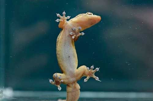 Khám phá cơ chế leo tường "siêu đỉnh" của tắc kè