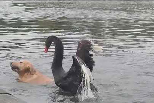 Bơi ra hồ tắm mát, chó bị thiên nga ‘tẩn tả tơi’