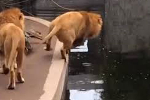 CLIP: ‘Cười nghiêng ngả’ trước cảnh sư tử ngã cắm đầu xuống hồ vì… ‘mải ngắm cảnh’