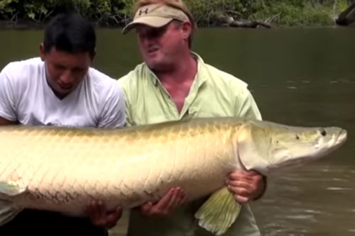 Cận cảnh màn tóm gọn ‘thủy quái’ sông Amazon của cần thủ