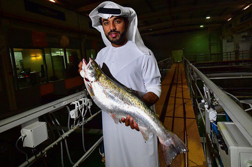 Khám phá mô hình làm trang trại cá hồi Đại Tây Dương trên sa mạc ở UAE