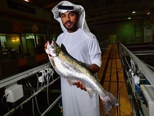 Khám phá mô hình làm trang trại cá hồi Đại Tây Dương trên sa mạc ở UAE