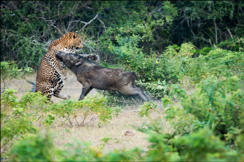 Lợn rừng phản đòn khiến báo hoa mai văng lên không trung 2m