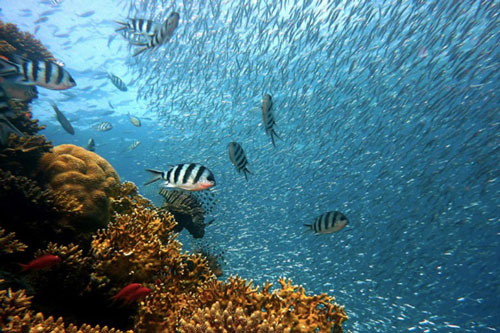 Những bức ảnh tuyệt đẹp về đại dương từ các góc nhìn khác nhau