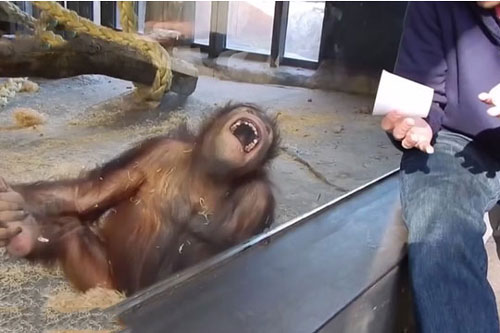 Những khoảnh khắc ‘khó đỡ’ của linh trưởng khi xem con người làm ảo thuật