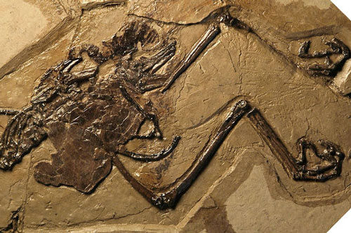 Phát hiện hóa thạch chim cổ đại còn nguyên 'thai trứng' bên trong