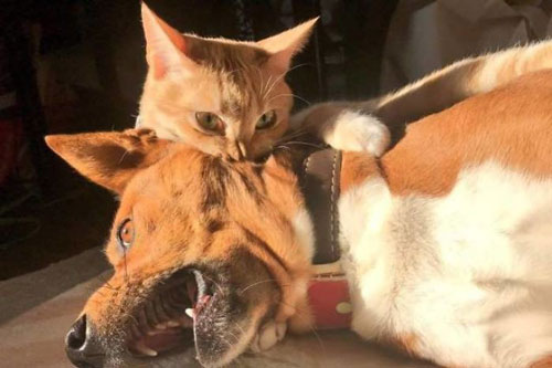 Phì cười với những khoảnh khắc khó đỡ của mèo cưng