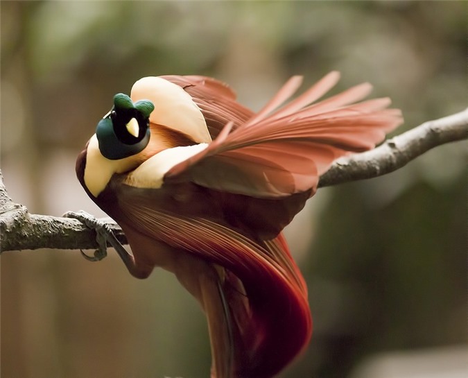 The 'soulless' beauty of the bird of Paradise - Mr. 10