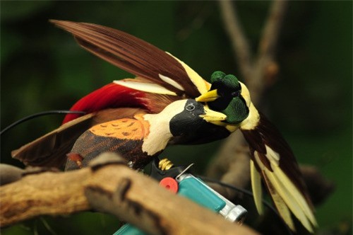 The 'soulless' beauty of the birds of Paradise - Mr. 11