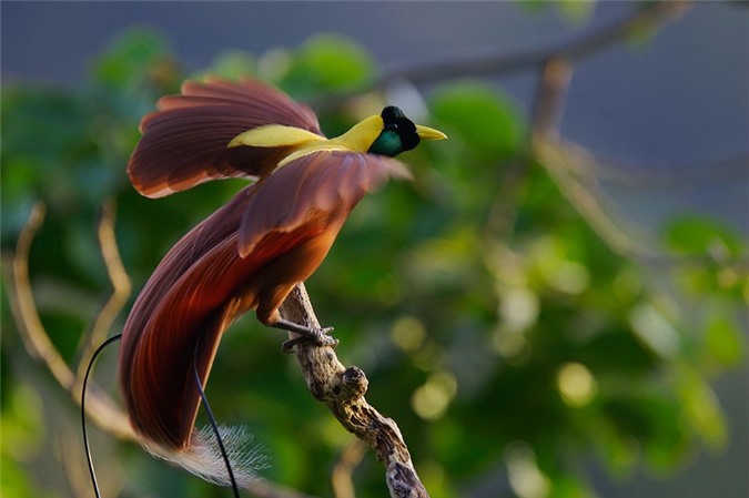 The 'soulless' beauty of the bird of paradise - brother 2