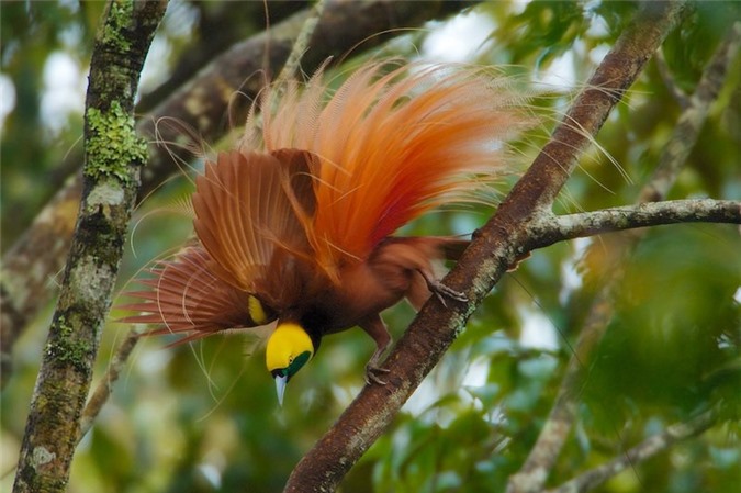 The 'soulless' beauty of the bird of Paradise - Mr. 3